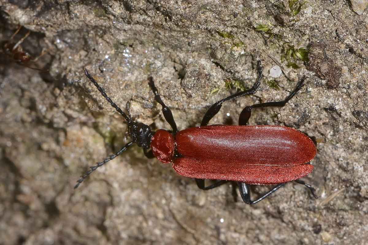 Ovideposizione di Pyrochroidae